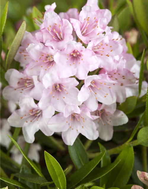 Rhododendron micranthum Bloombux®
