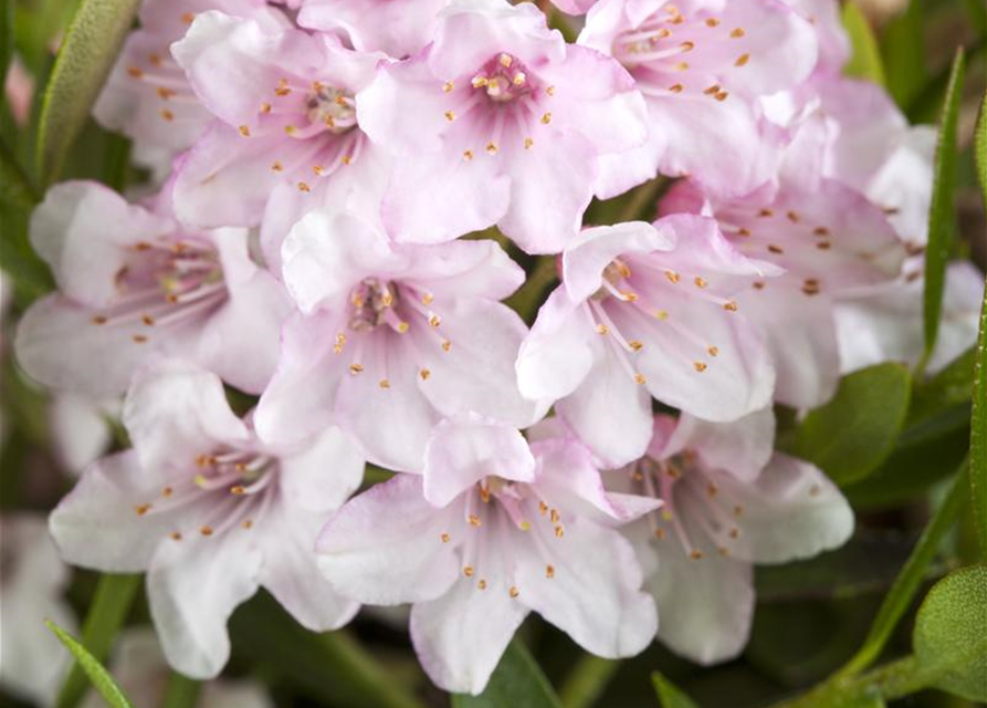 Rhododendron micranthum Bloombux®