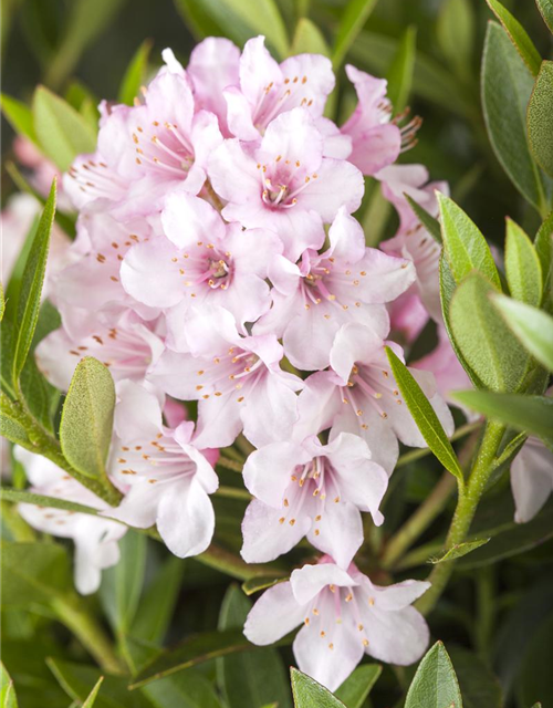 Rhododendron micranthum Bloombux®