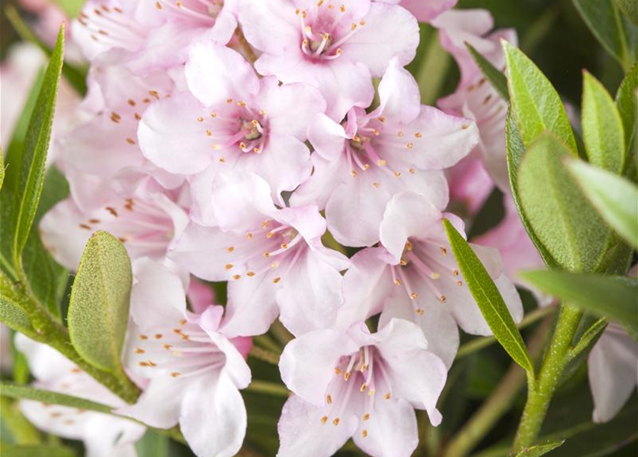 Rhododendron micranthum Bloombux®