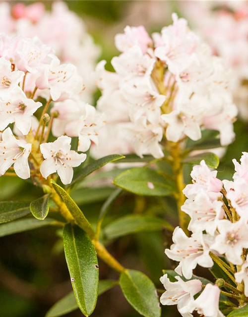 Rhododendron micranthum Bloombux®