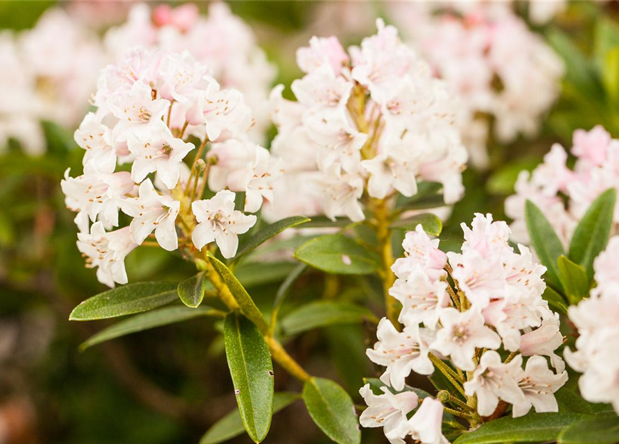 Rhododendron micranthum Bloombux®