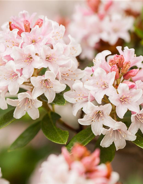 Rhododendron micranthum Bloombux®