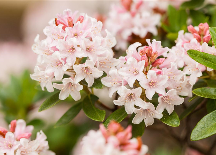 Rhododendron micranthum Bloombux®