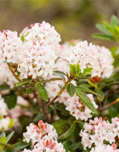 Rhododendron micranthum Bloombux®