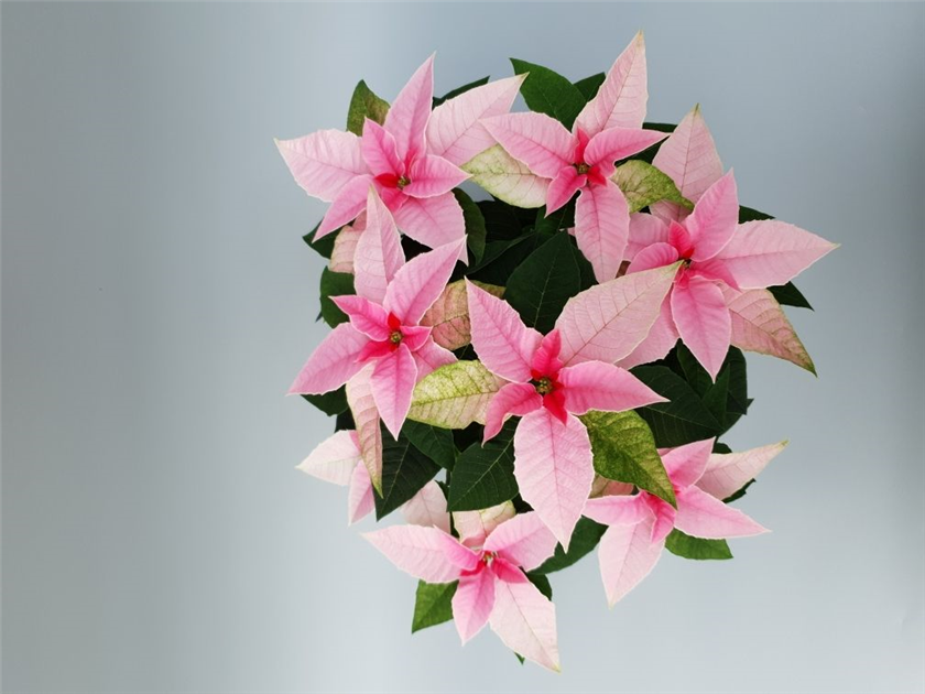 Euphorbia pulcherrima Princettia, Weihnachtsstern Princettia - Grtnerei  Schliebener