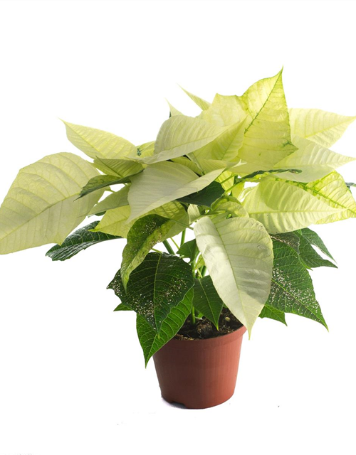 Euphorbia pulcherrima Weiß mit Glitter