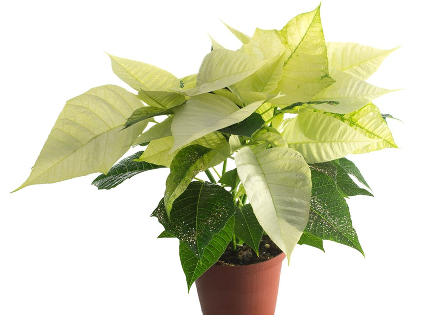 Euphorbia pulcherrima Weiß mit Glitter