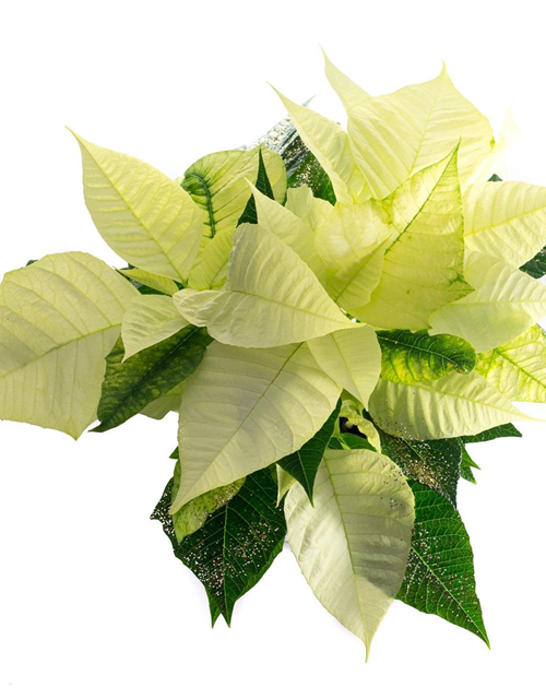 Euphorbia pulcherrima Weiß mit Glitter