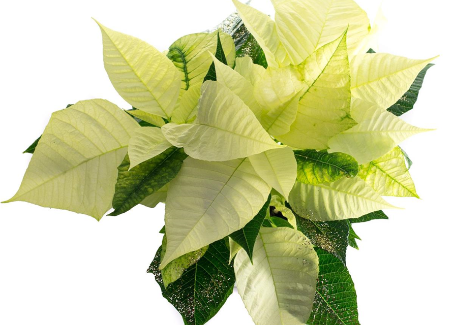 Euphorbia pulcherrima Weiß mit Glitter