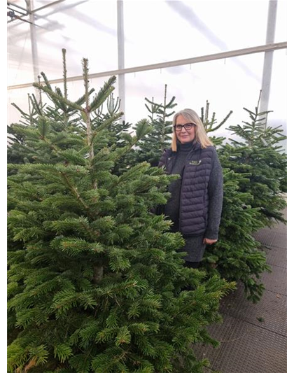 Weihnachtsbaum geschlagen Premium 150/175