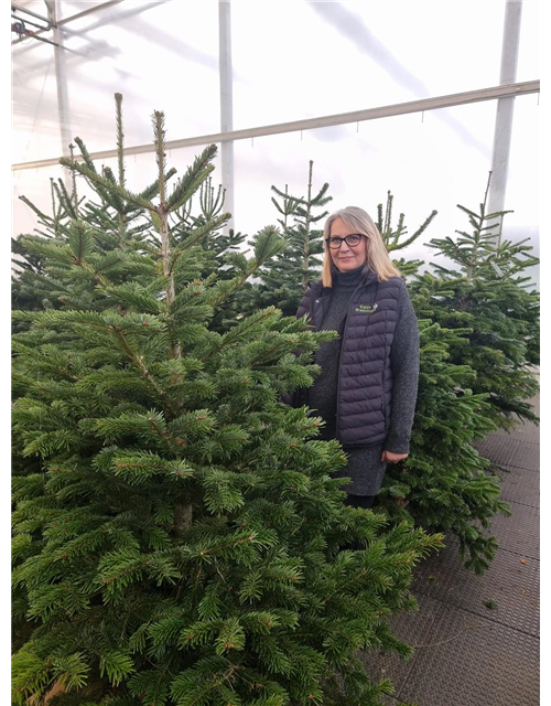 Weihnachtsbaum geschlagen Premium 150/175