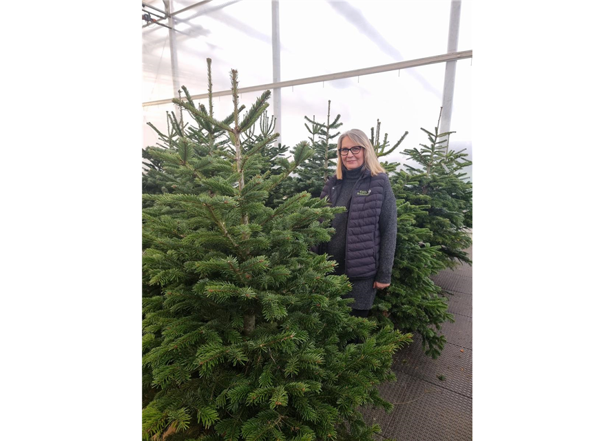 Weihnachtsbaum geschlagen Premium 150/175