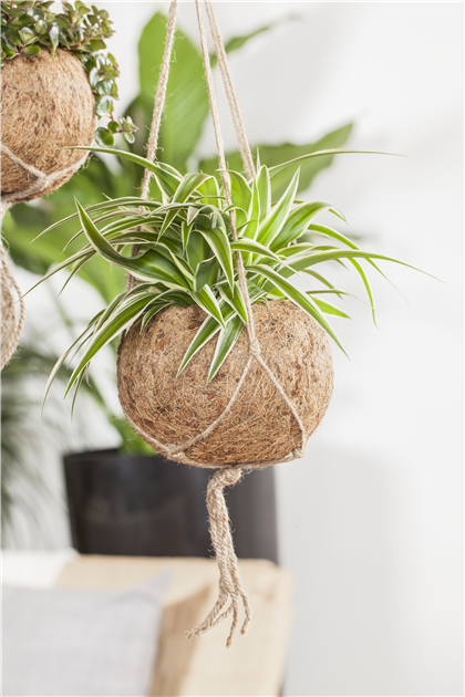 kwiat monstera deliciosa Monstera Deliciosa, large – Plante. Budapest main image 0