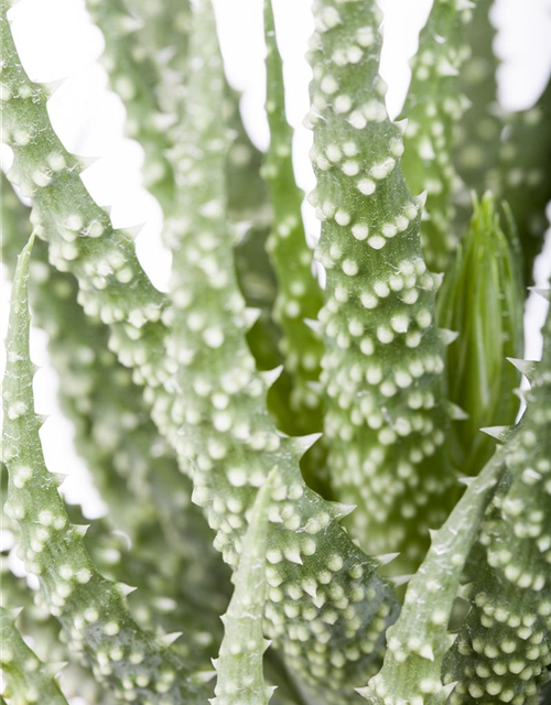 Aloe Mix