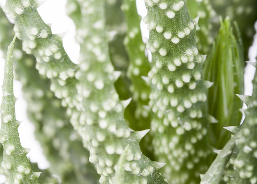 Aloe Mix
