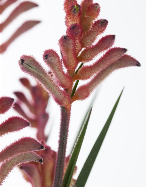 Anigozanthos flavidus