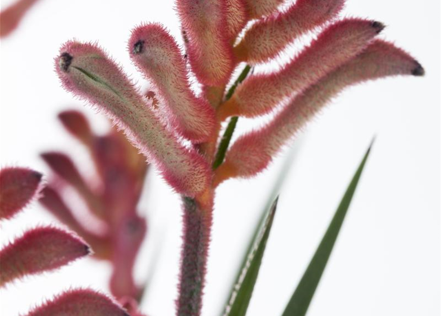 Anigozanthos flavidus