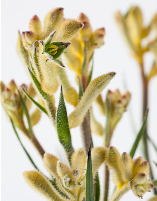 Anigozanthos flavidus