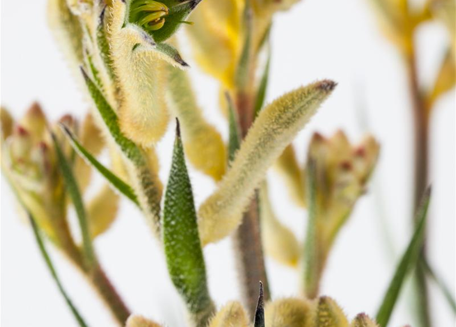 Anigozanthos flavidus