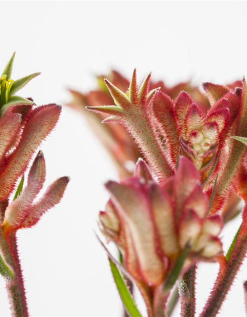 Anigozanthos flavidus