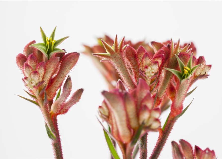 Anigozanthos flavidus