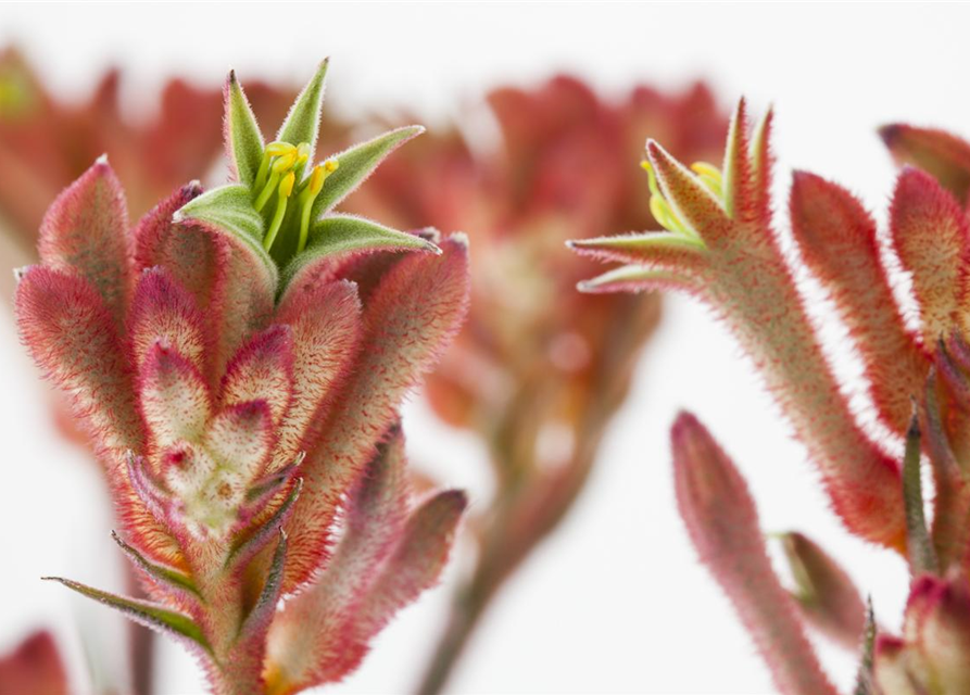 Anigozanthos flavidus