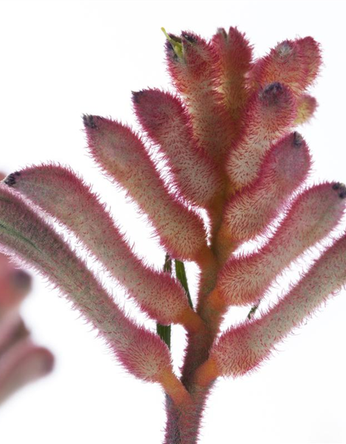 Anigozanthos flavidus