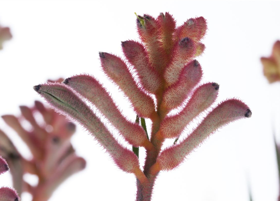 Anigozanthos flavidus