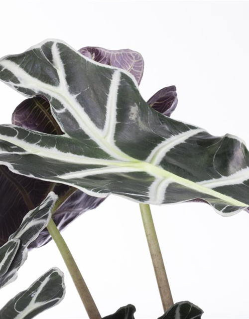 Alocasia nebula