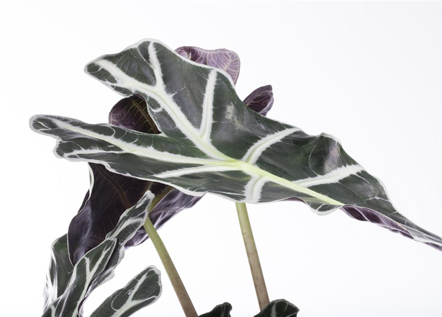 Alocasia nebula