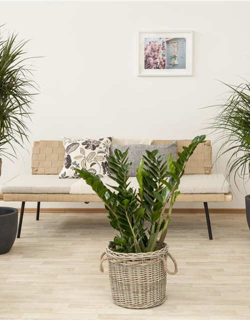 Dracaena marginata Stamm