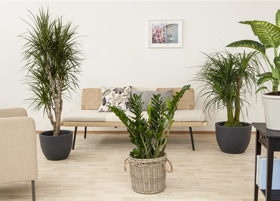 Dracaena marginata Stamm
