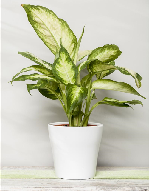 Dieffenbachia Camila
