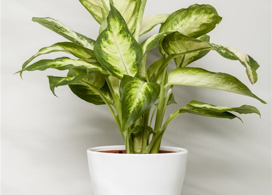 Dieffenbachia Camila