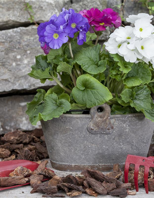 Primula obconica
