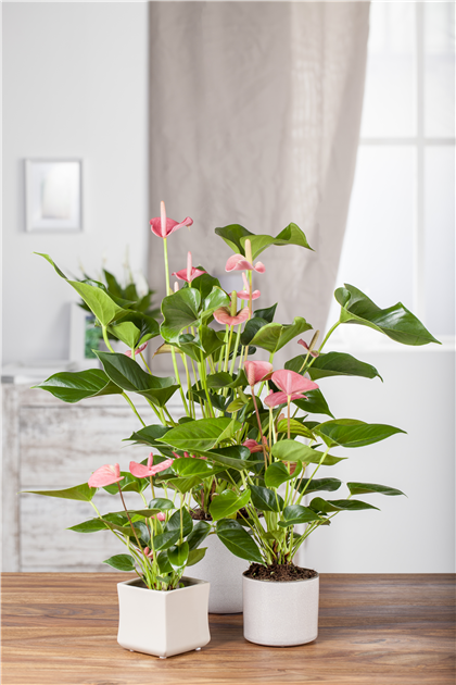 Anthurium andreanum Rosa, Flamingoblume Rosa - Grtnerei Schliebener