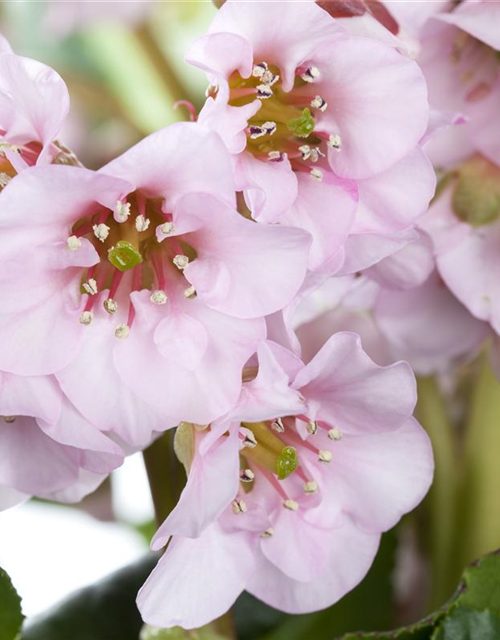 Bergenia cordifolia Harzkristall