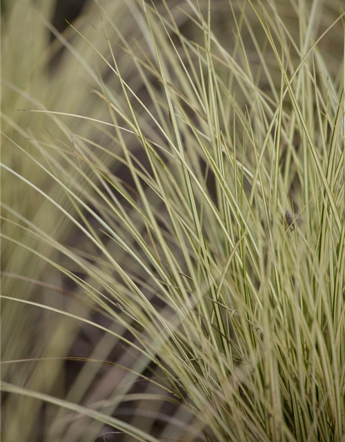 Miscanthus sinensis 'Morning Light