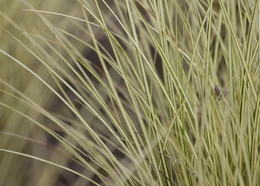 Miscanthus sinensis 'Morning Light