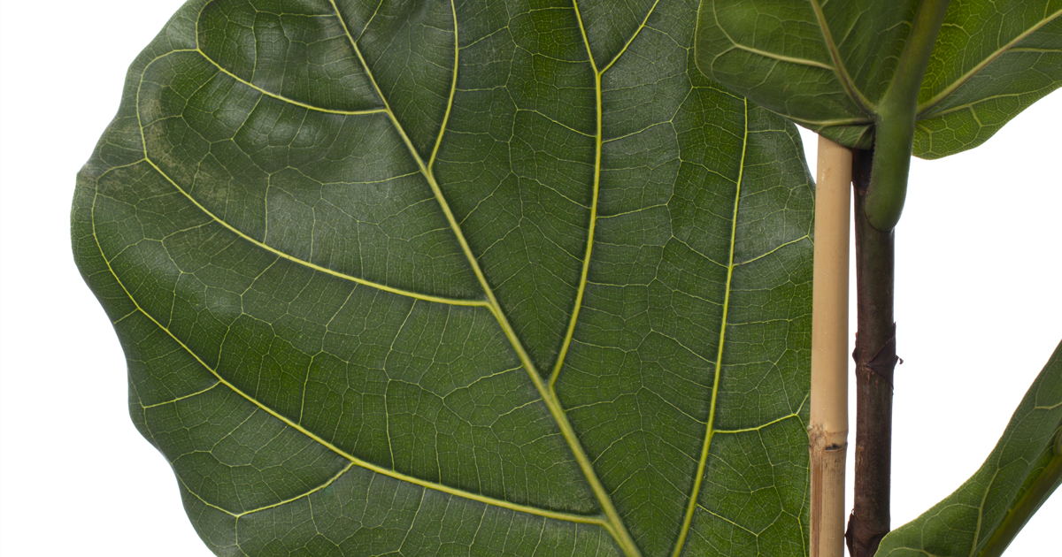 Ficus lyrata, Geigenfeige, Geigen-Ficus - Grtnerei Schliebener