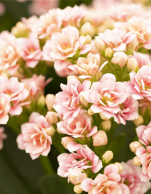 Kalanchoe Calandiva Mini