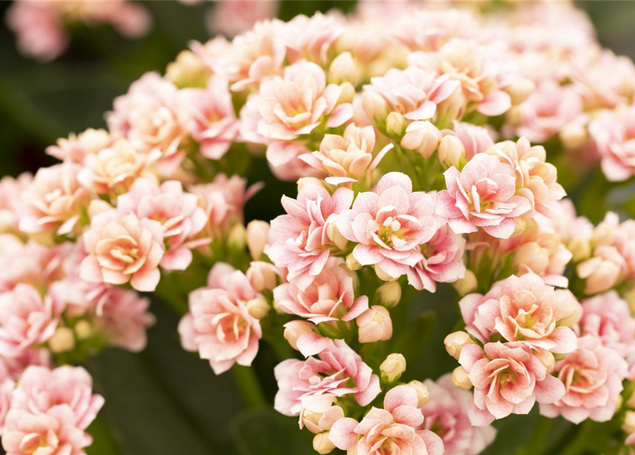Kalanchoe Calandiva Mini