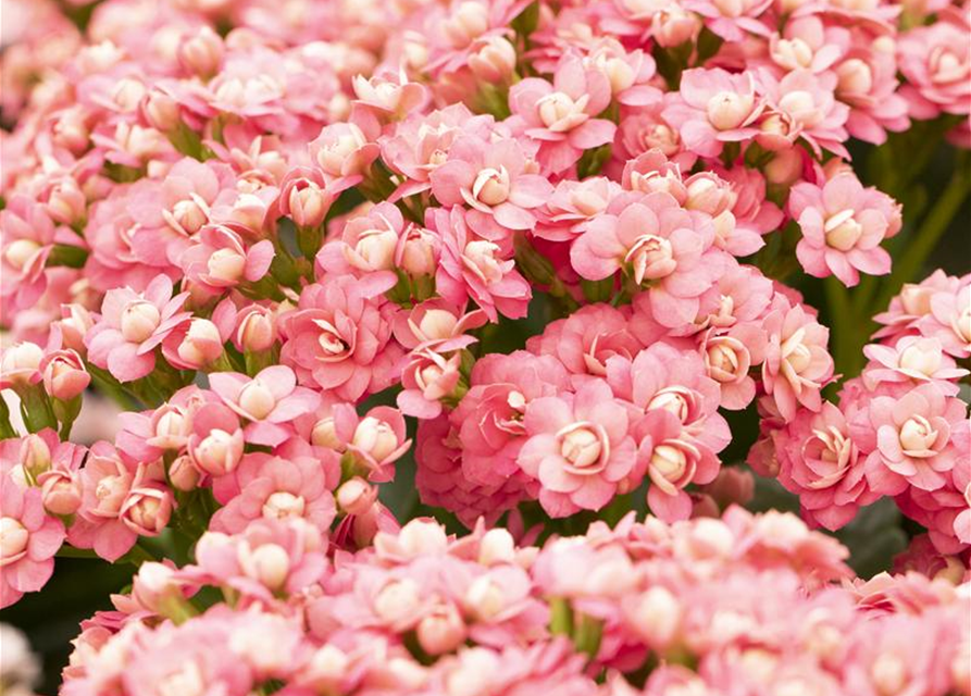 Kalanchoe Calandiva Mini