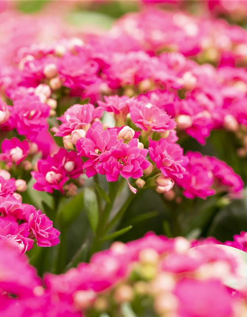 Kalanchoe Calandiva Mini