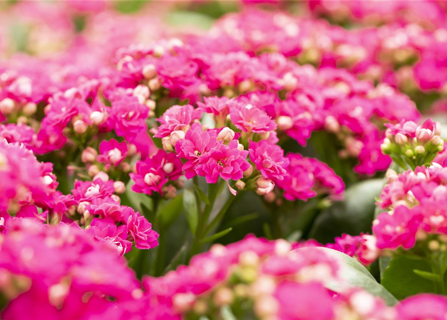 Kalanchoe Calandiva Mini