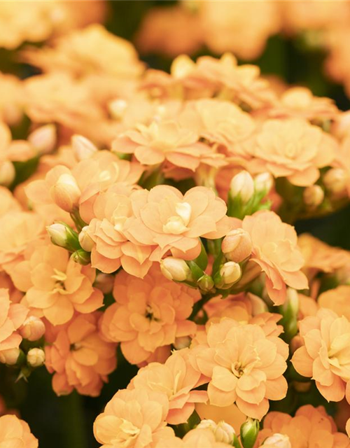 Kalanchoe Calandiva Mini