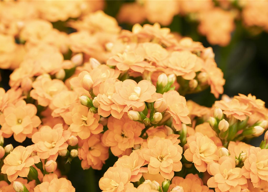 Kalanchoe Calandiva Mini