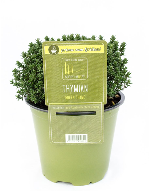 Thymus vulgaris Faustini