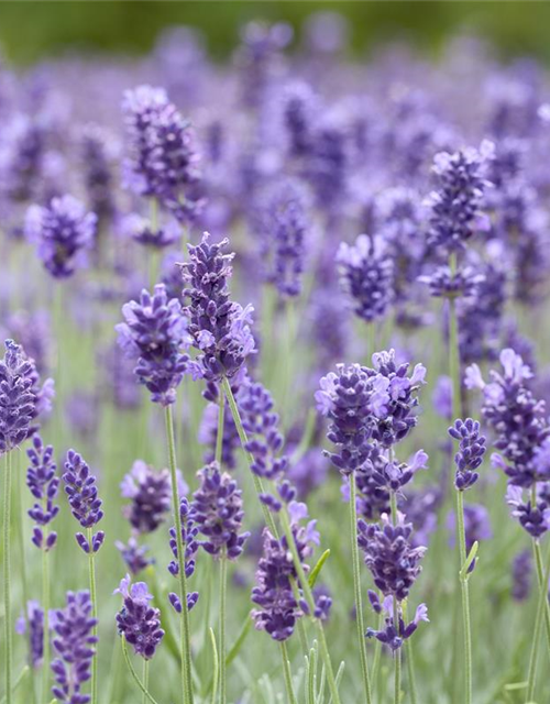 Lavandula angustifolia Hidcote